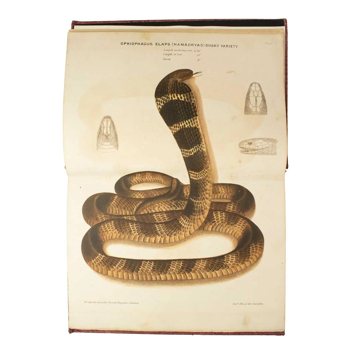 The Poisonous Snakes of India for the use of the Officials and others Residing in the Indian Empire.