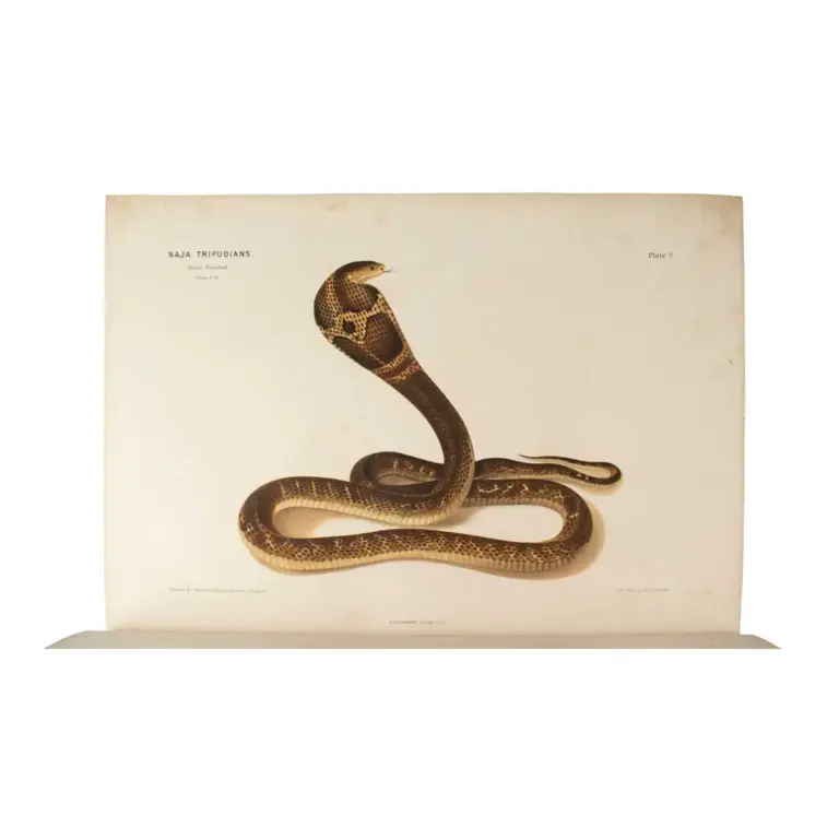 The Thanatophidia of India. Being a Description of the Venomous Snakes of the Indian Peninsula with an Account of the Influence of their Poison on Life and a Series of Experiments.