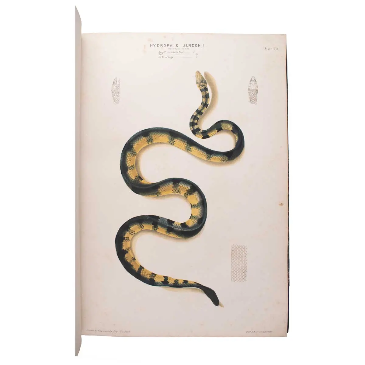The Thanatophidia of India. Being a Description of the Venomous Snakes of the Indian Peninsula with an Account of the Influence of their Poison on Life and a Series of Experiments (4)