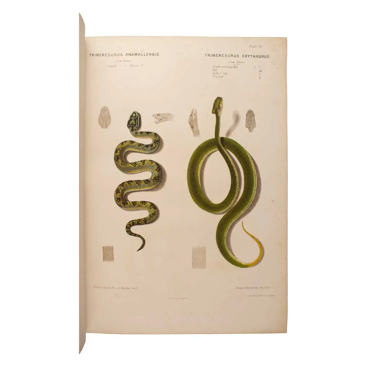 The Thanatophidia of India. Being a Description of the Venomous Snakes of the Indian Peninsula with an Account of the Influence of their Poison on Life and a Series of Experiments (5)