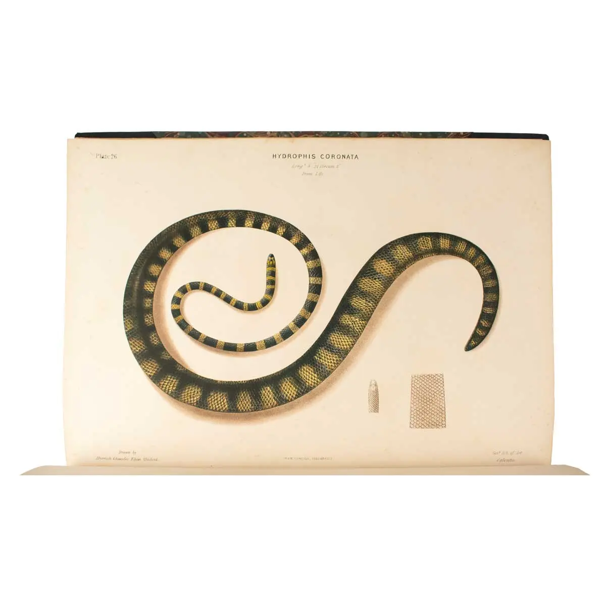 The Thanatophidia of India. Being a Description of the Venomous Snakes of the Indian Peninsula with an Account of the Influence of their Poison on Life and a Series of Experiments (6)