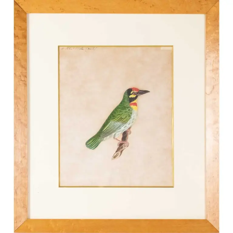 Indian Birds. A Fine Collection of Watercolours in Gouache,
