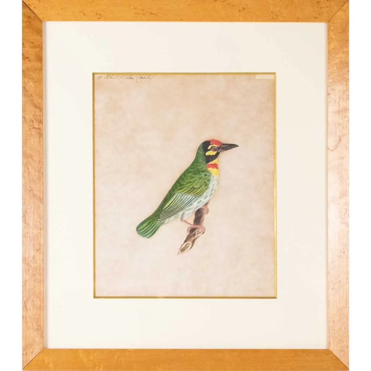Indian Birds. A Fine Collection of Watercolours in Gouache,