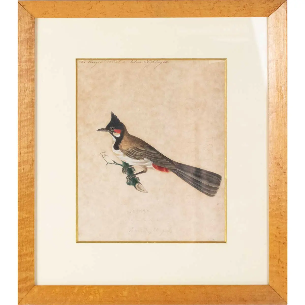 Indian Birds. A Fine Collection of Watercolours in Gouache, (2)