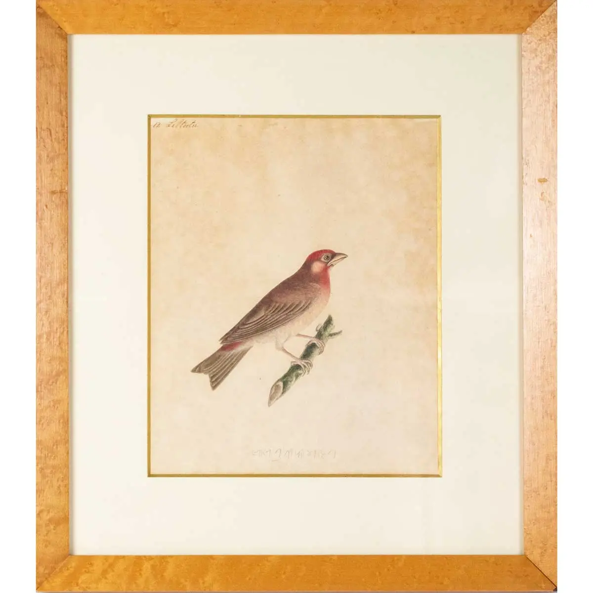 Indian Birds. A Fine Collection of Watercolours in Gouache, (3)