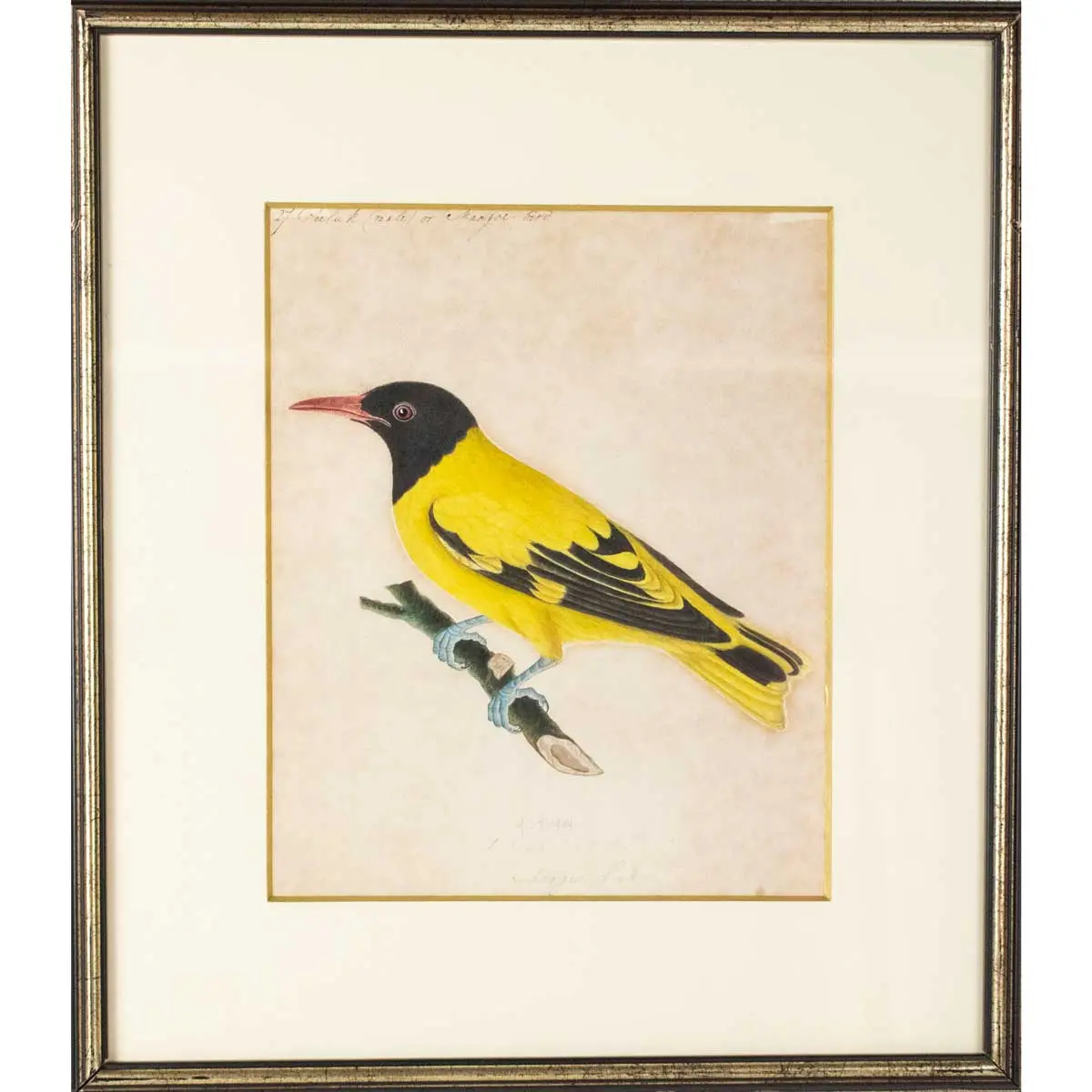 Indian Birds. A Fine Collection of Watercolours in Gouache, (5)
