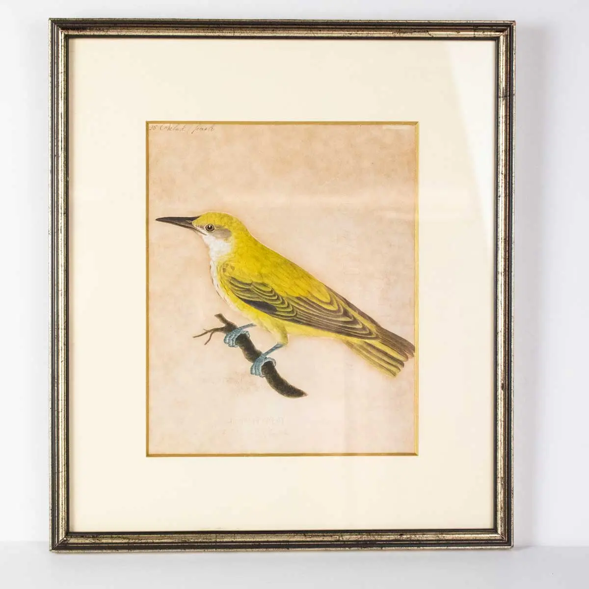 Indian Birds. A Fine Collection of Watercolours in Gouache, (6)