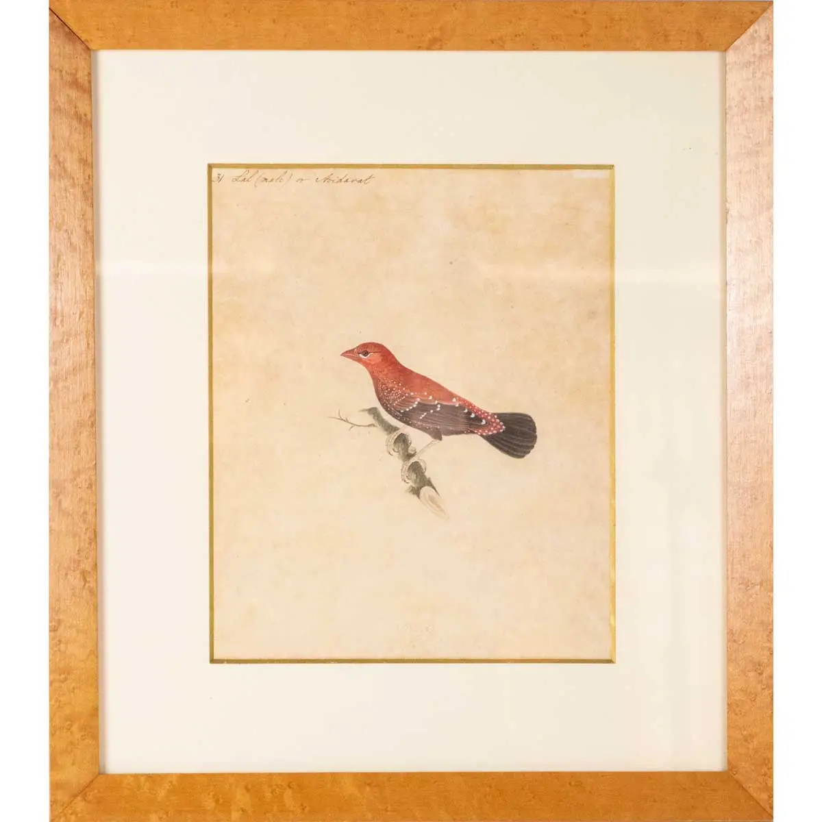 Indian Birds. A Fine Collection of Watercolours in Gouache, (4)