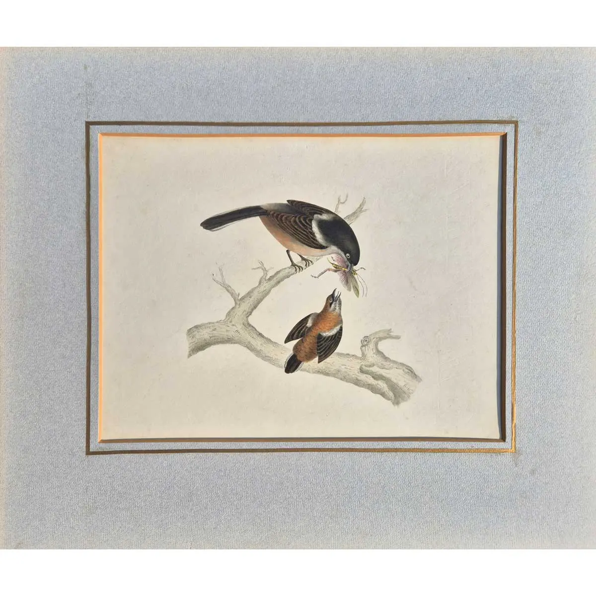 Lanius collaris - Collared Shrike - Female & Young