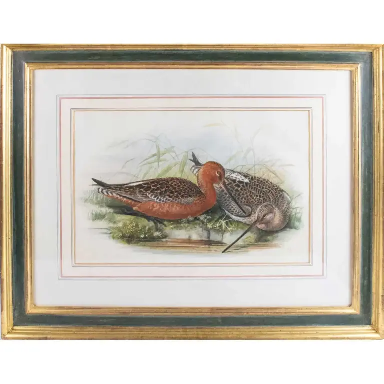 Bar Tailed Godwits (Limosa Lapponica). Original Watercolour for John Gould’s Birds of Great Britain 1862-73.