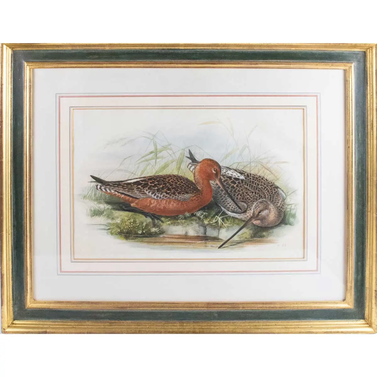 Bar Tailed Godwits (Limosa Lapponica). Original Watercolour for John Gould's Birds of Great Britain 1862-73.