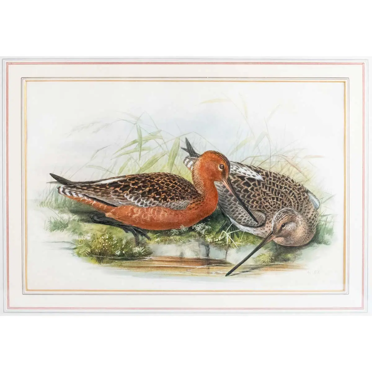 Bar Tailed Godwits (Limosa Lapponica). Original Watercolour for John Gould’s Birds of Great Britain 1862-73 (2)