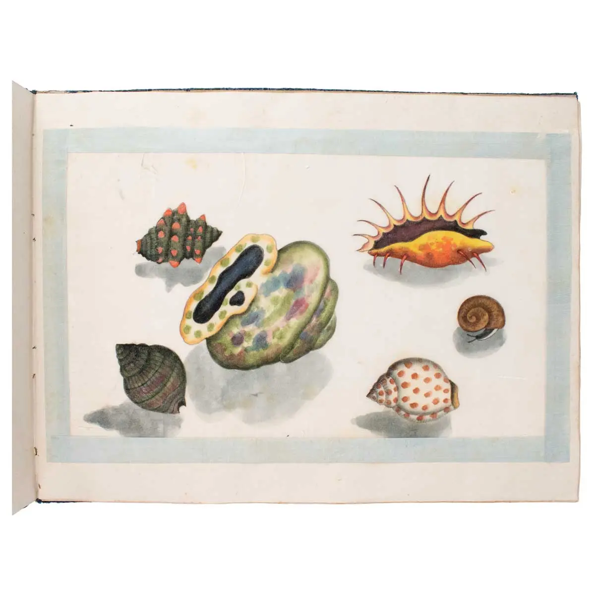 A Fine Chinese Album of Brilliant Watercolour Studies of Shells by Sunqua (4)