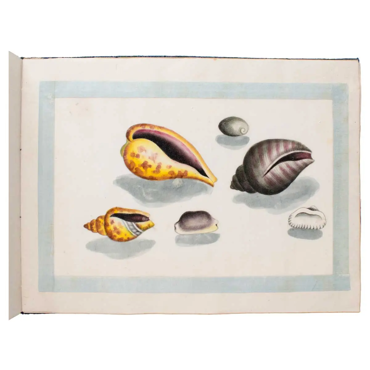 A Fine Chinese Album of Brilliant Watercolour Studies of Shells by Sunqua (5)