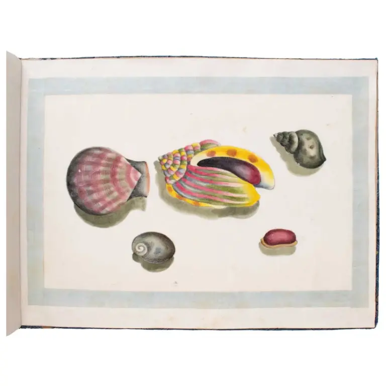 A Fine Chinese Album of Brilliant Watercolour Studies of Shells by Sunqua