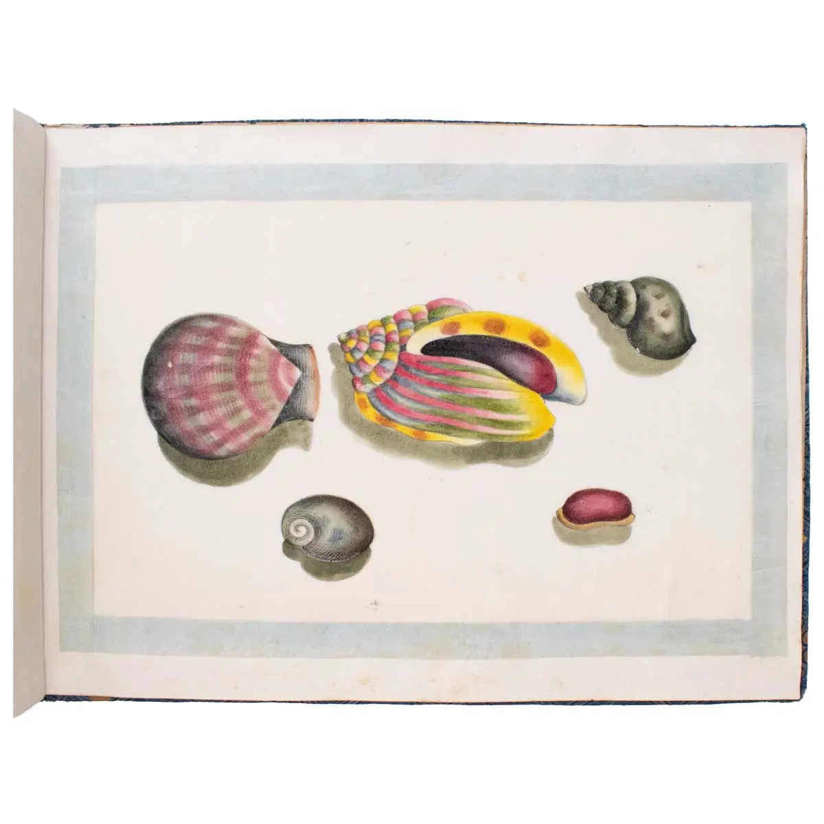 A Fine Chinese Album of Brilliant Watercolour Studies of Shells by Sunqua