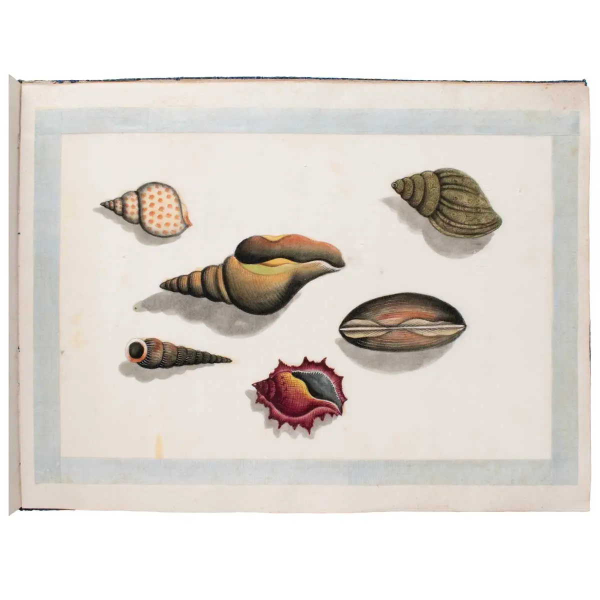 A Fine Chinese Album of Brilliant Watercolour Studies of Shells by Sunqua (6)