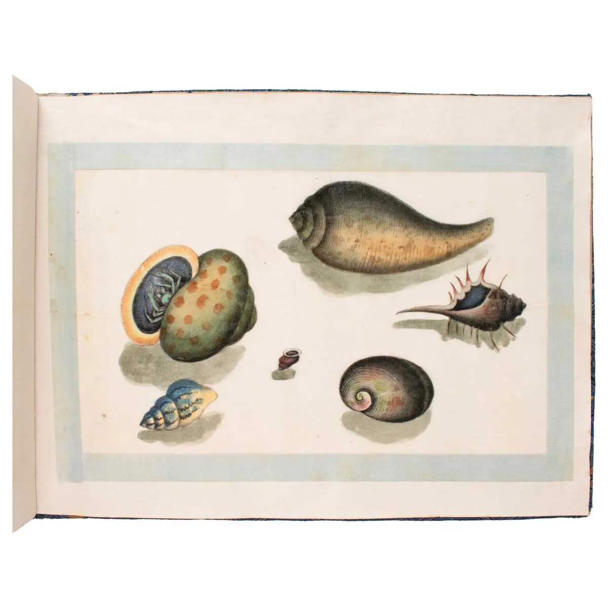 A Fine Chinese Album of Brilliant Watercolour Studies of Shells by Sunqua (7)