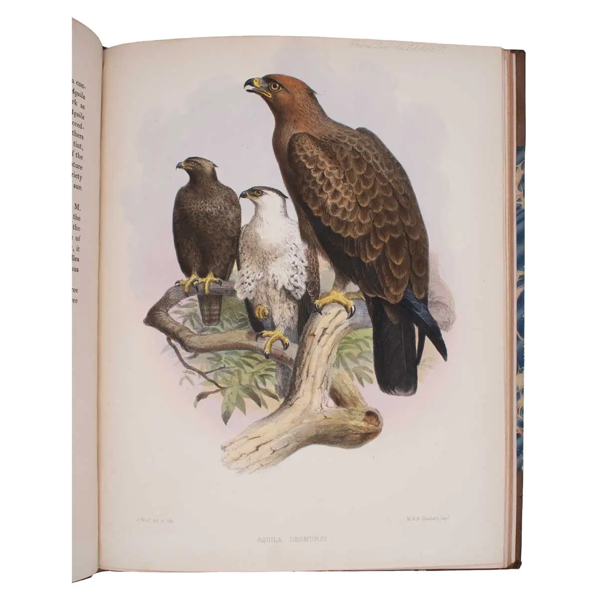 OWEN ON THE ARCHEOPTERYX – PRESENTATION COPY (3)