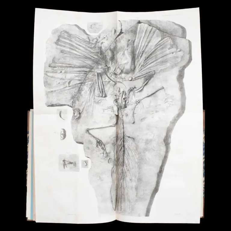 OWEN ON THE ARCHEOPTERYX – PRESENTATION COPY