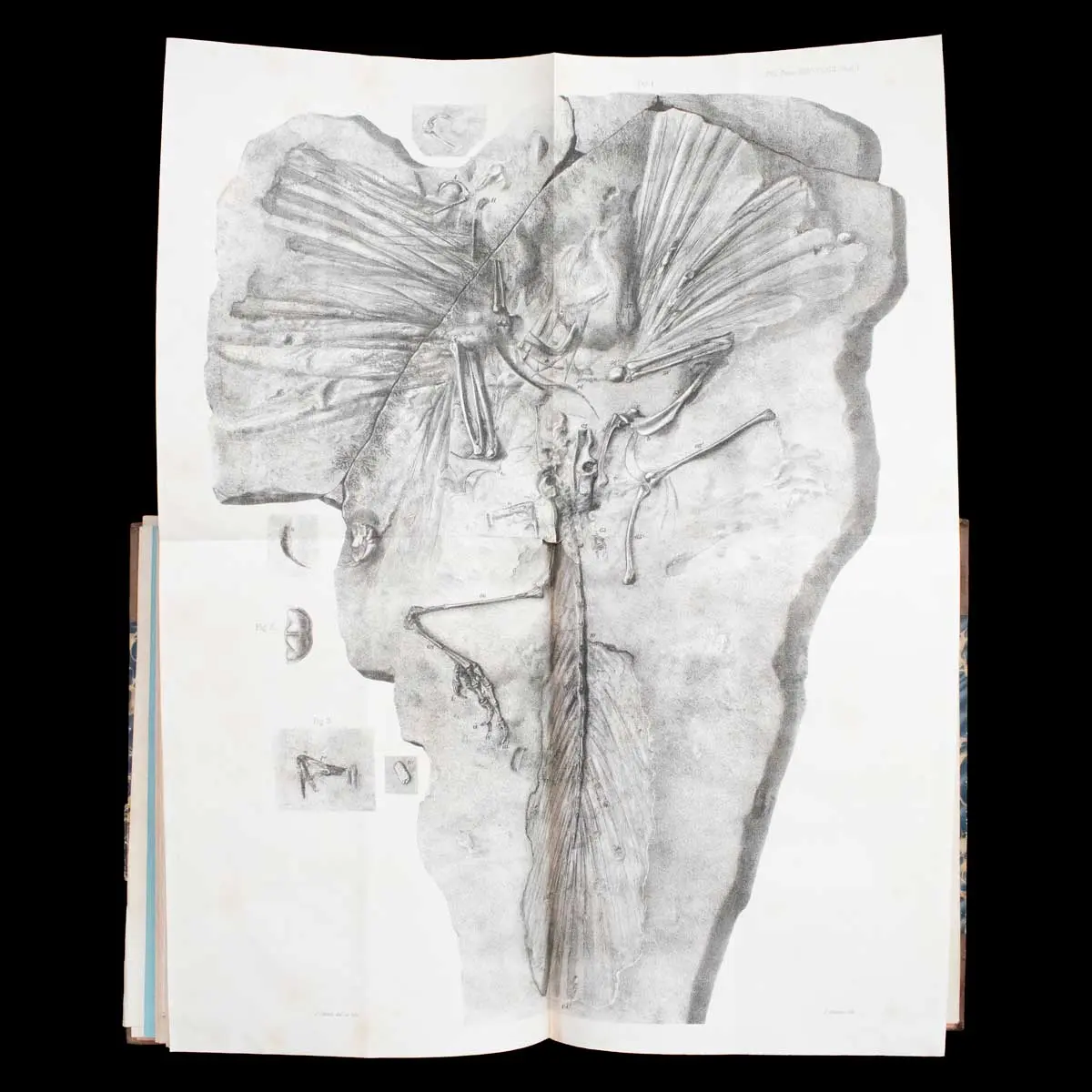 OWEN ON THE ARCHEOPTERYX - PRESENTATION COPY