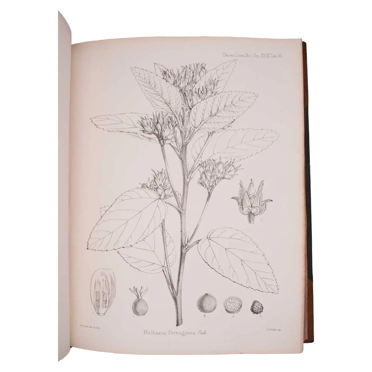 Botany of the Speke and Grant Expedition. An Enumeration of the Plants Collected during the Journey of the Late Captain J.H. Speke and Captain (Now Lieut-Col.) J.A. Grant from Zanzibar to Egypt (3)