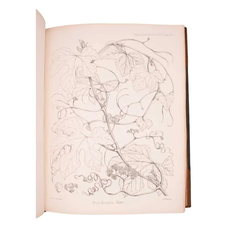 Botany of the Speke and Grant Expedition. An Enumeration of the Plants Collected during the Journey of the Late Captain J.H. Speke and Captain (Now Lieut-Col.) J.A. Grant from Zanzibar to Egypt.