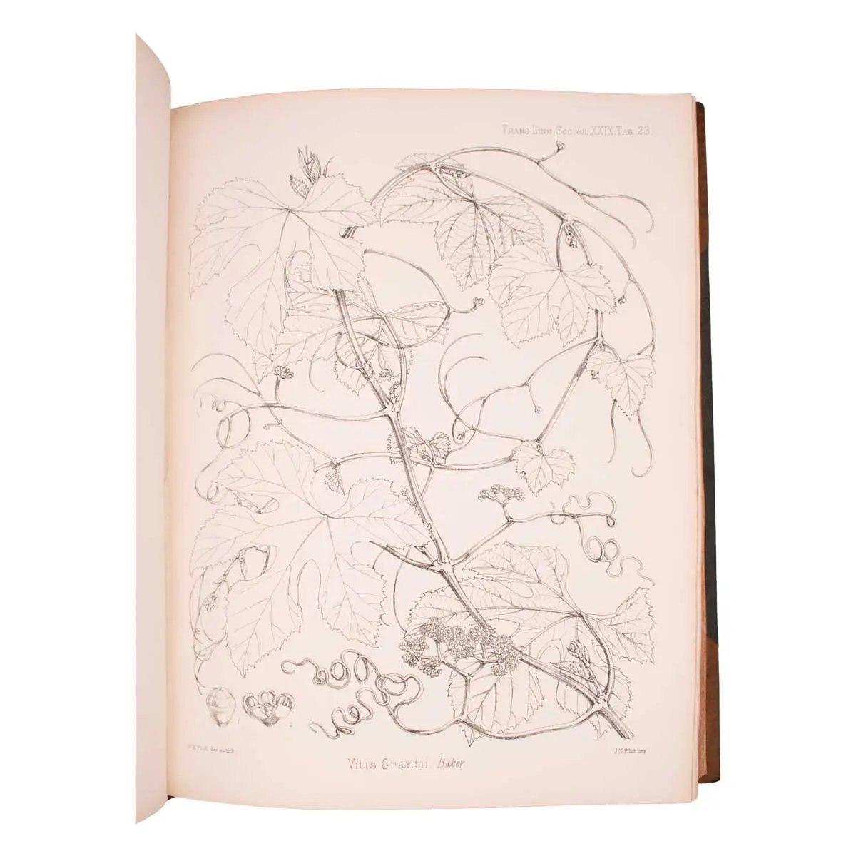 Botany of the Speke and Grant Expedition. An Enumeration of the Plants Collected during the Journey of the Late Captain J.H. Speke and Captain (Now Lieut-Col.) J.A. Grant from Zanzibar to Egyp