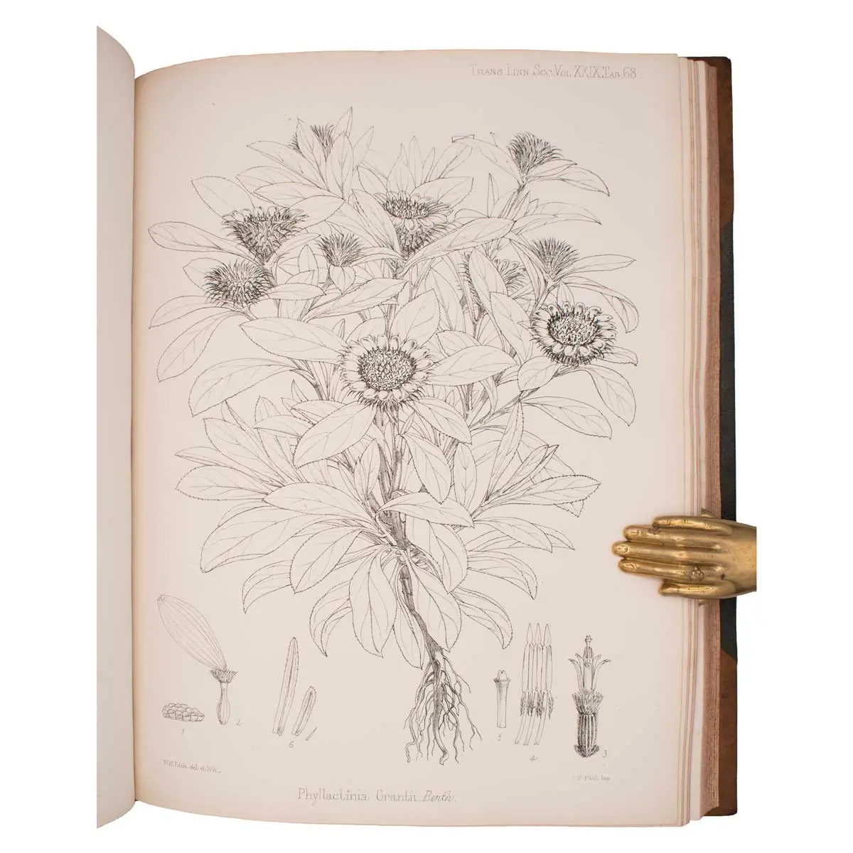 Botany of the Speke and Grant Expedition. An Enumeration of the Plants Collected during the Journey of the Late Captain J.H. Speke and Captain (Now Lieut-Col.) J.A. Grant from Zanzibar to Egypt (4)