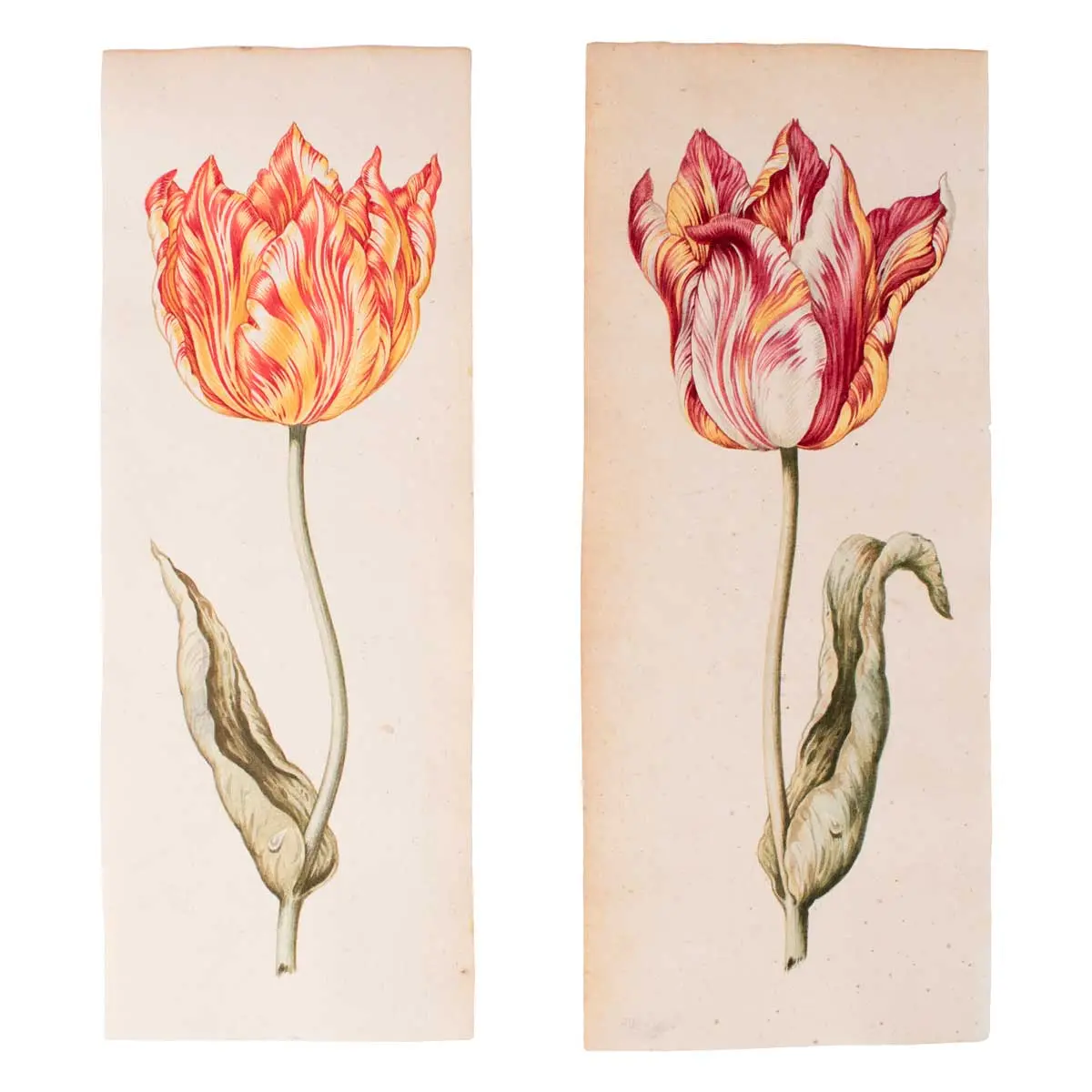 A Superb Series of Eight Watercolours of Parrot Tulips