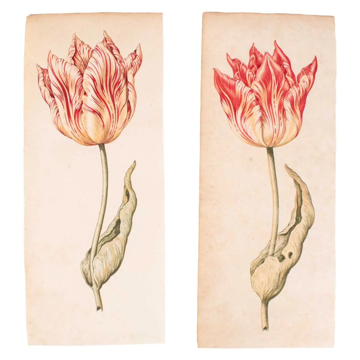 A Superb Series of Eight Watercolours of Parrot Tulips (2)