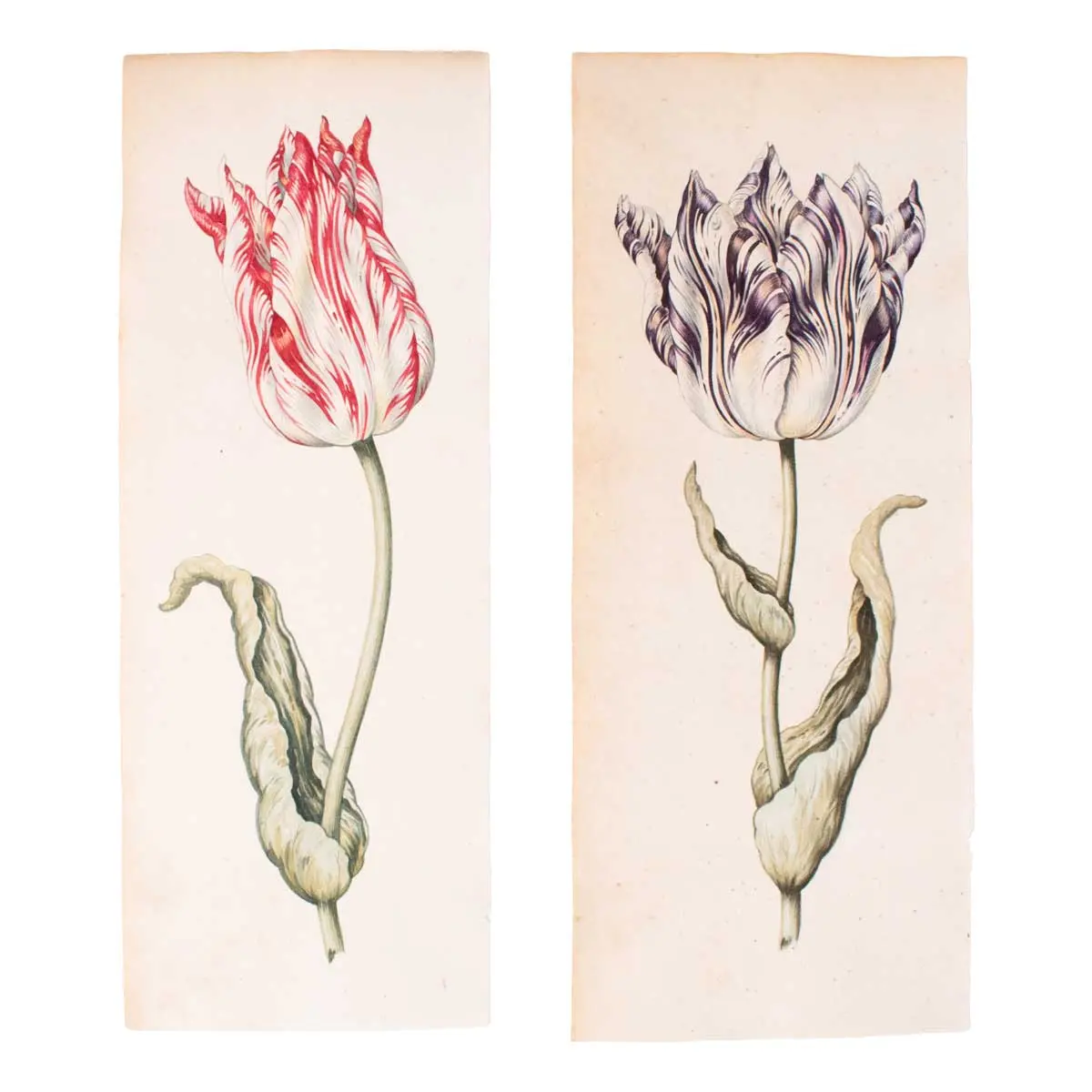 A Superb Series of Eight Watercolours of Parrot Tulips (3)