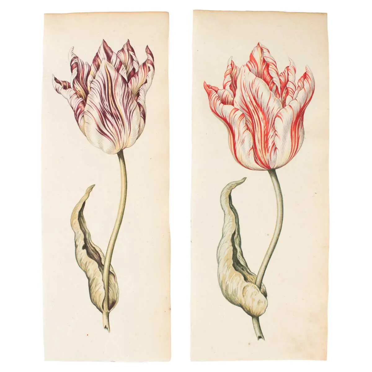 A Superb Series of Eight Watercolours of Parrot Tulips (4)