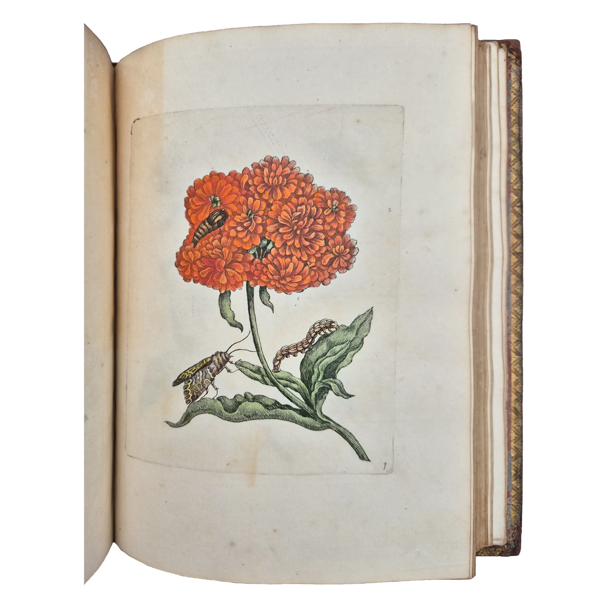 Erucarum ortus, alimentum et paradoxa metamorphosis, In qua Origo, pabulum, transformatio, nec non tempus, locus, &c proprietates crucarum, vermium, papilionum, phalaenarum, muscarum (2)