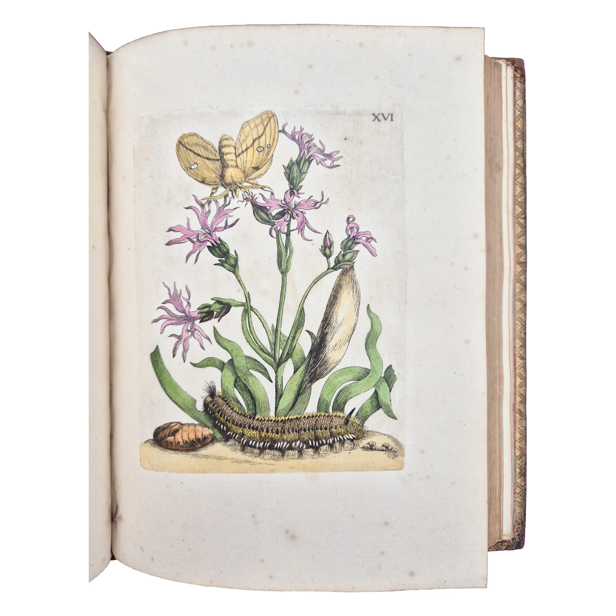 Erucarum ortus, alimentum et paradoxa metamorphosis, In qua Origo, pabulum, transformatio, nec non tempus, locus, &c proprietates crucarum, vermium, papilionum, phalaenarum, muscarum (3)
