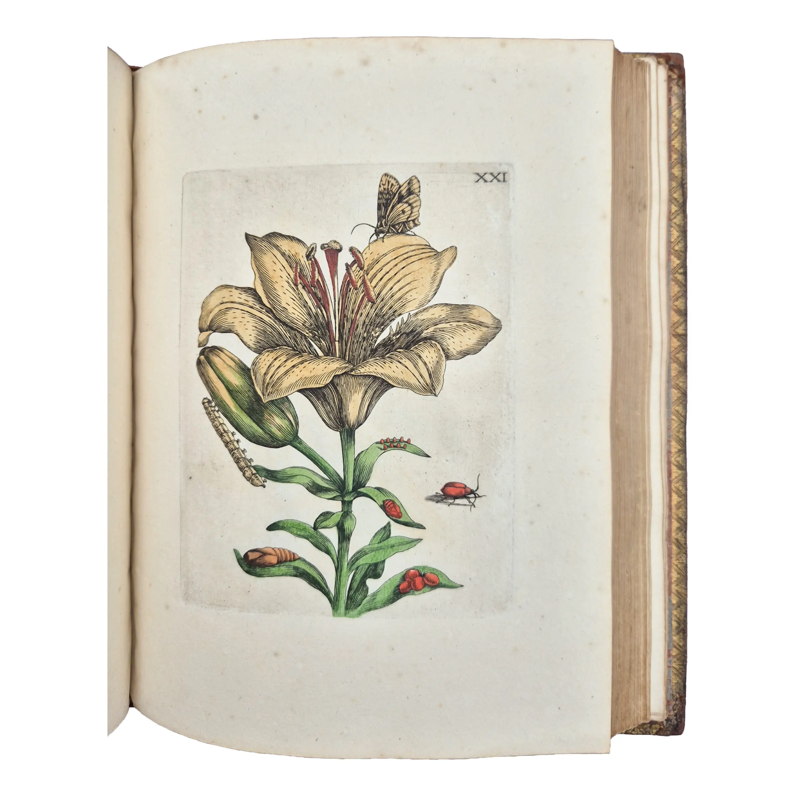 Erucarum ortus, alimentum et paradoxa metamorphosis, In qua Origo, pabulum, transformatio, nec non tempus, locus, &c proprietates crucarum, vermium, papilionum, phalaenarum, muscarum (4)