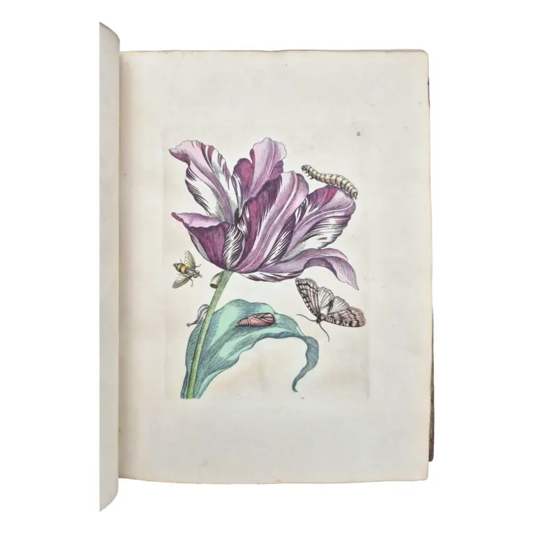 Erucarum ortus, alimentum et paradoxa metamorphosis, In qua Origo, pabulum, transformatio, nec non tempus, locus, &c proprietates crucarum, vermium, papilionum, phalaenarum, muscarum