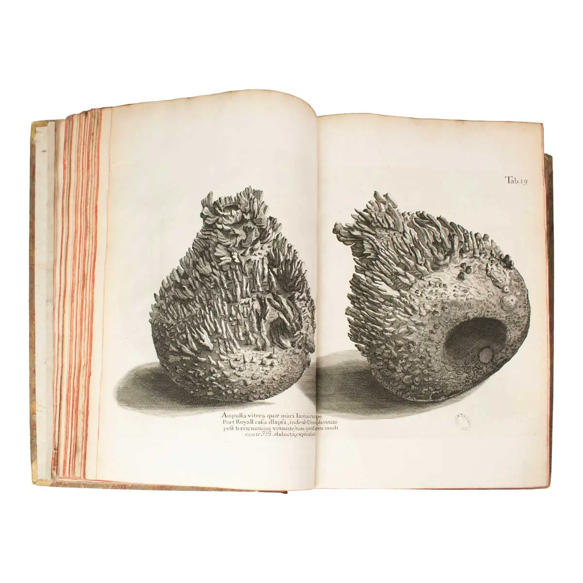 A Voyage to the Islands Madera, Barbados, Nieves, S. Christophers and Jamaica, with the natural history … of the last of those islands (3)