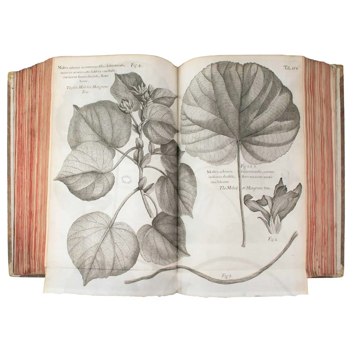 A Voyage to the Islands Madera, Barbados, Nieves, S. Christophers and Jamaica, with the natural history ... of the last of those islands
