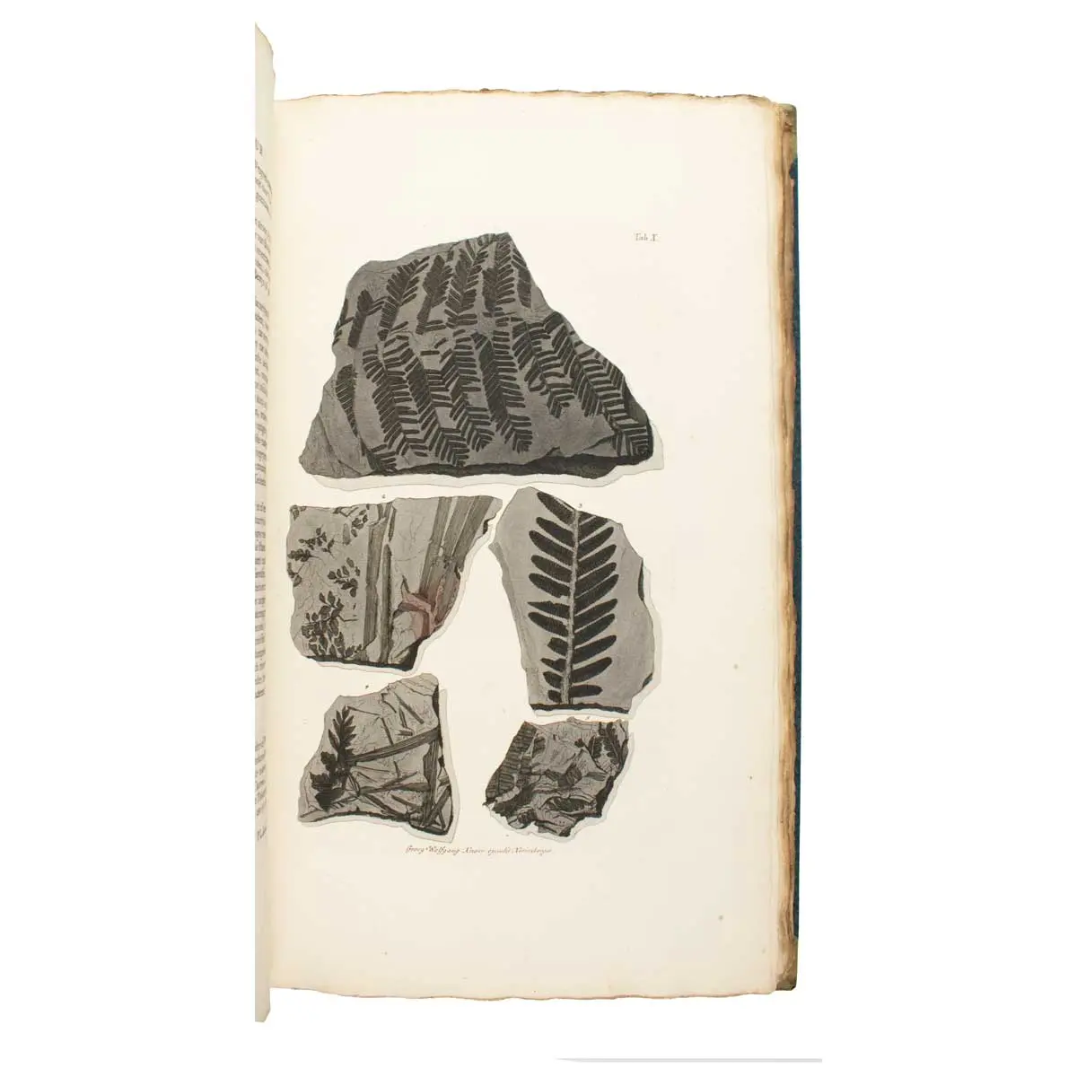 De natuurlyke historie der versteeningen, of uitvoerige afbeelding en beschryving van de versteende zaaken, die tot heden op den aardbodem zyn ontdekt: … (5)