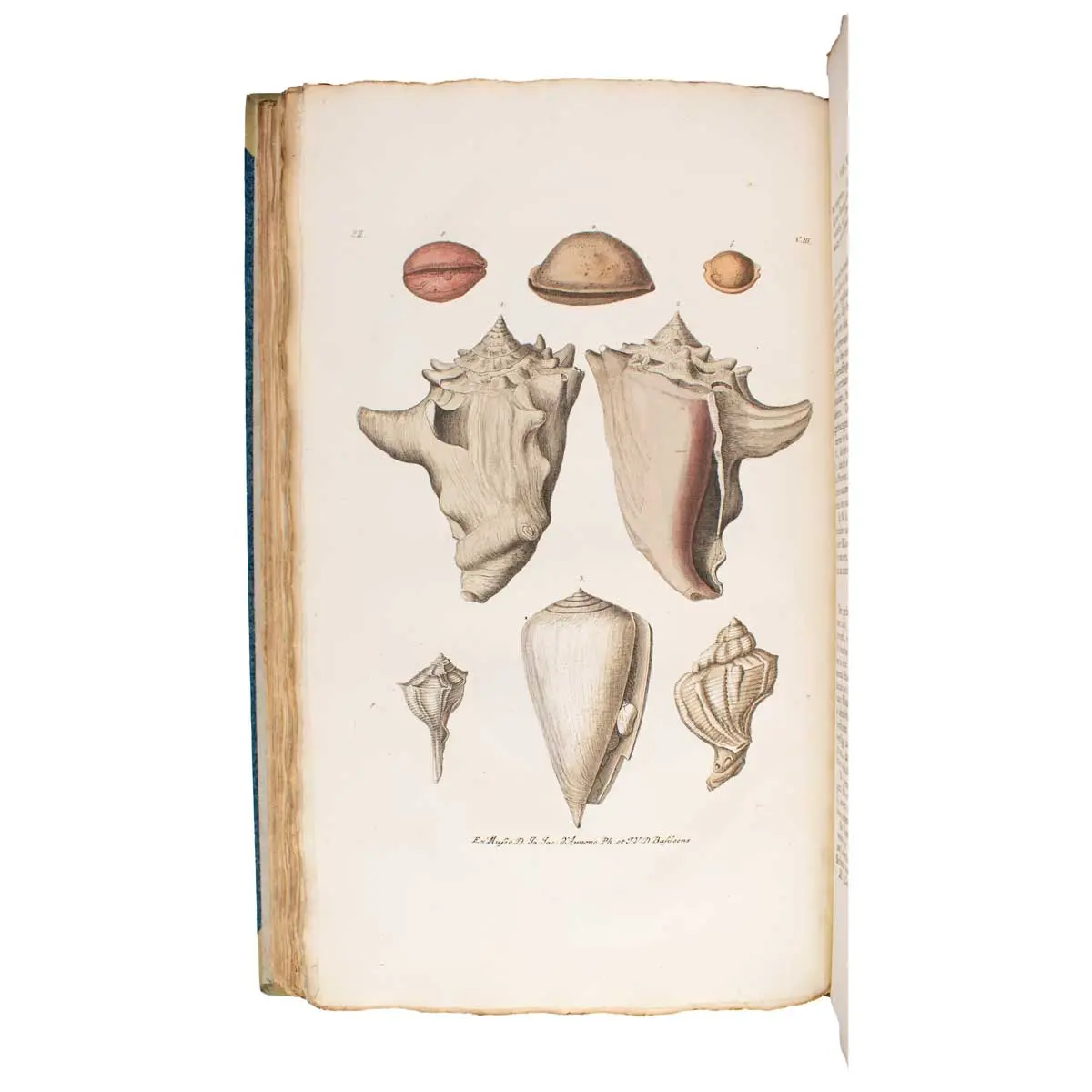 De natuurlyke historie der versteeningen, of uitvoerige afbeelding en beschryving van de versteende zaaken, die tot heden op den aardbodem zyn ontdekt: … (6)