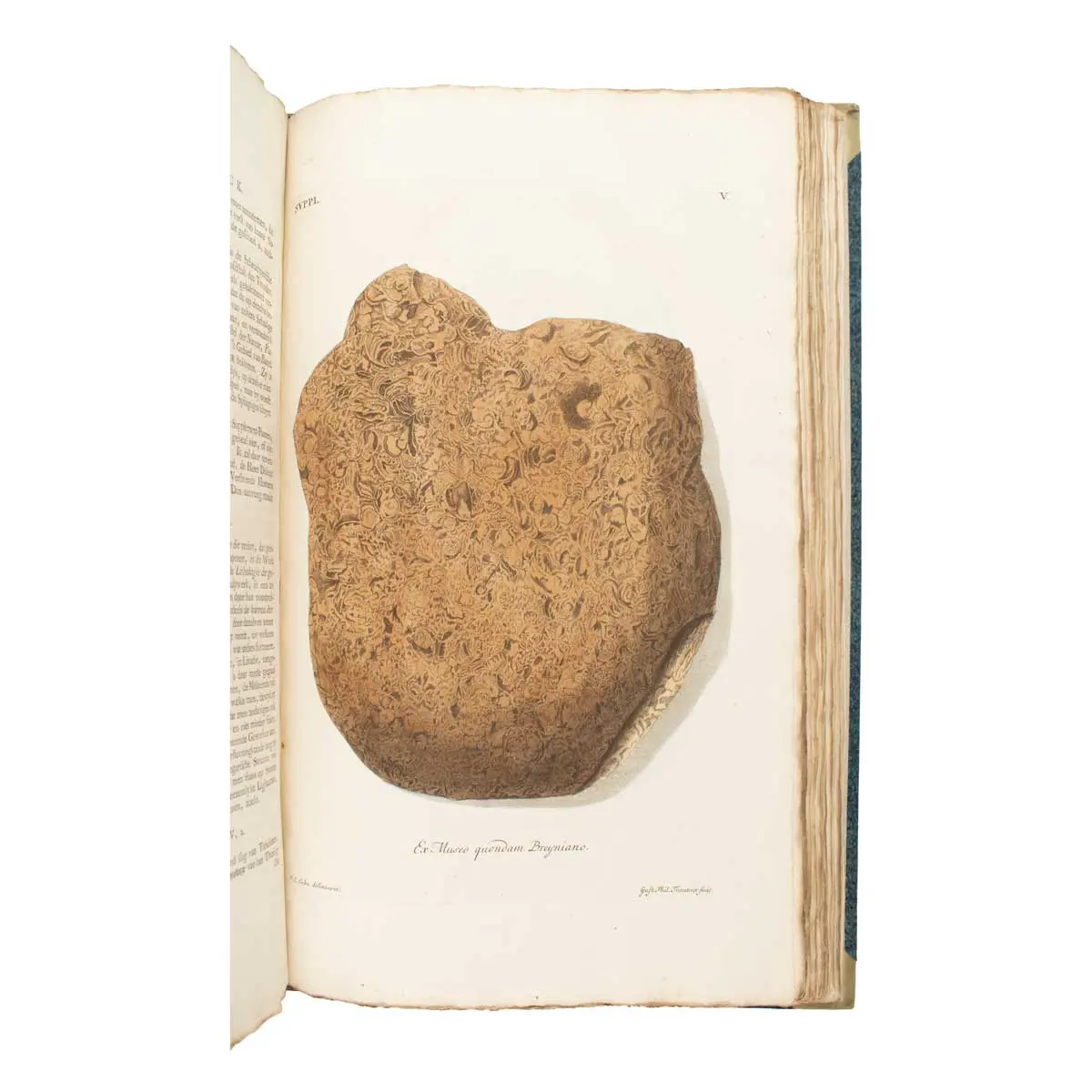 De natuurlyke historie der versteeningen, of uitvoerige afbeelding en beschryving van de versteende zaaken, die tot heden op den aardbodem zyn ontdekt: … (7)