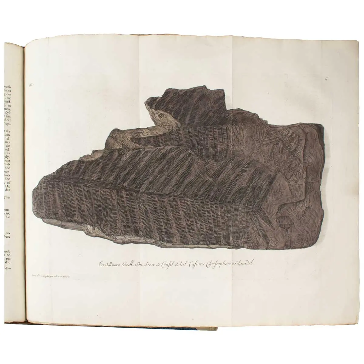 De natuurlyke historie der versteeningen, of uitvoerige afbeelding en beschryving van de versteende zaaken, die tot heden op den aardbodem zyn ontdekt: … (8)