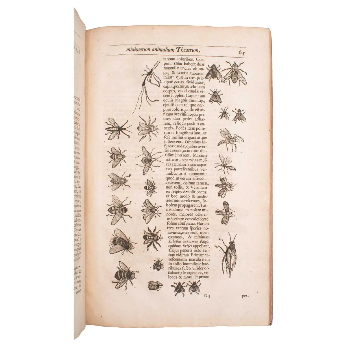 Insectorum sive minimorum animalium theatrum.