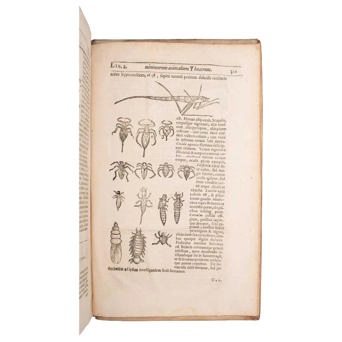Insectorum sive minimorum animalium theatrum (5)
