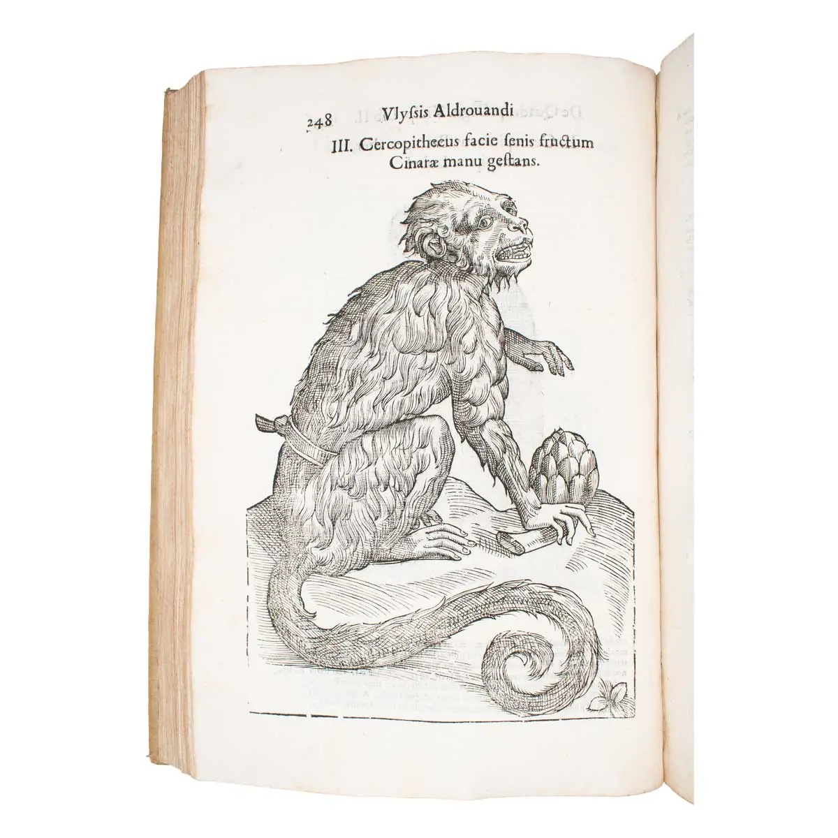 De quadrupedibus digitatis viviparis libri tres et de quadrupedibus digitatis oviparis libri duo... 