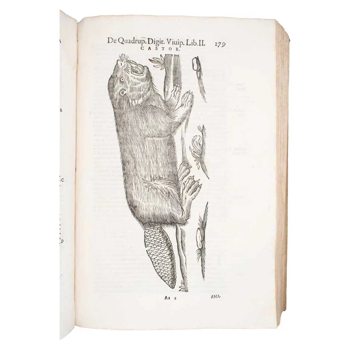 De quadrupedibus digitatis viviparis libri tres et de quadrupedibus digitatis oviparis libri duo…  (4)