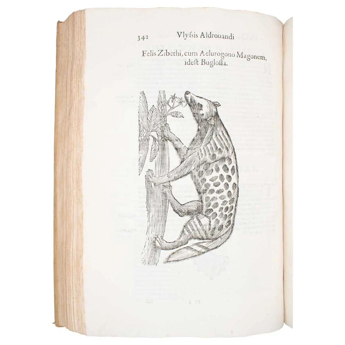 De quadrupedibus digitatis viviparis libri tres et de quadrupedibus digitatis oviparis libri duo…  (5)