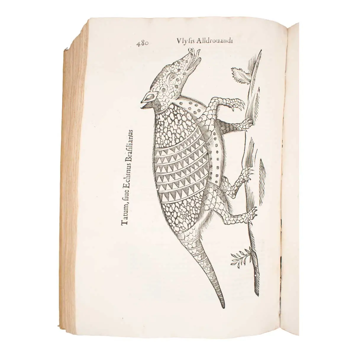 De quadrupedibus digitatis viviparis libri tres et de quadrupedibus digitatis oviparis libri duo…  (6)