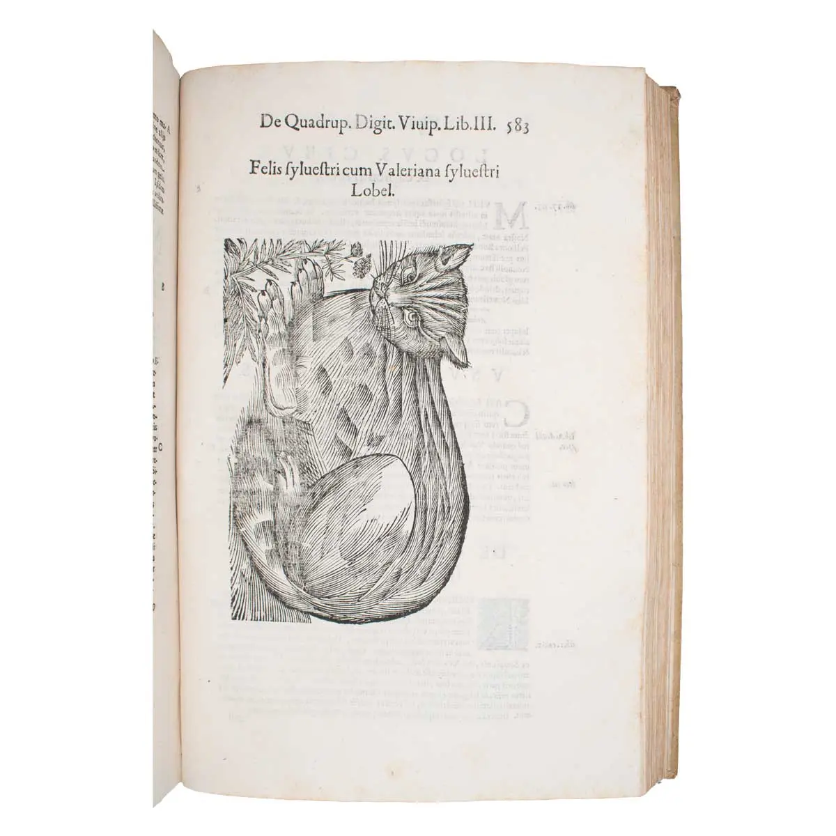 De quadrupedibus digitatis viviparis libri tres et de quadrupedibus digitatis oviparis libri duo…  (7)